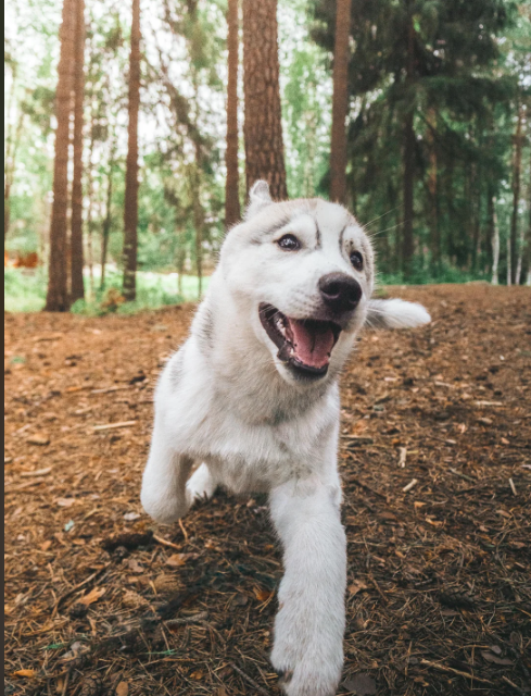 Cheezburger Image 10612828672