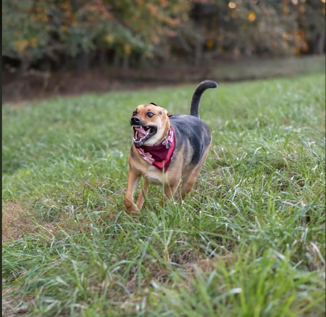 Cheezburger Image 10612829440