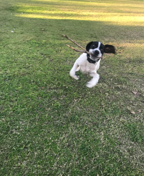 Cheezburger Image 10612830208