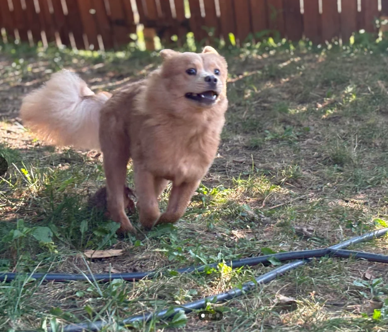 Cheezburger Image 10612831232