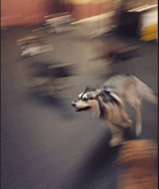 Cheezburger Image 10612831744