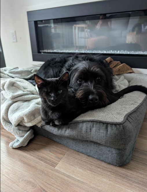 Cheezburger Image 10612840704