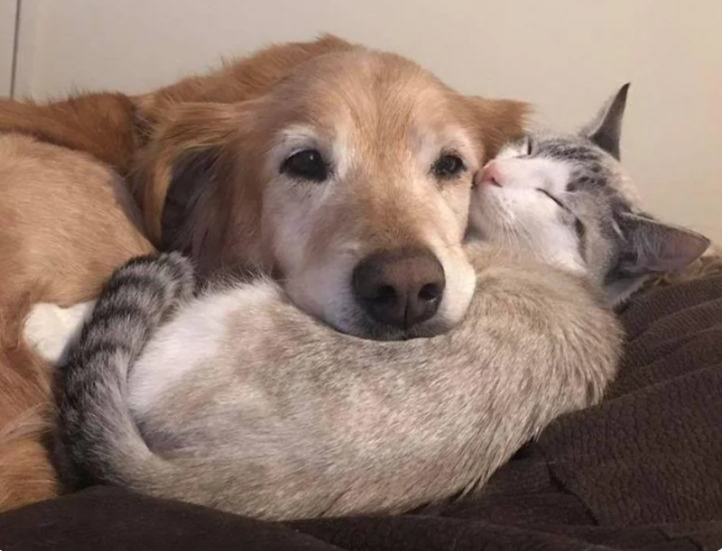 Cheezburger Image 10612840960