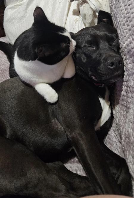 Cheezburger Image 10612843264