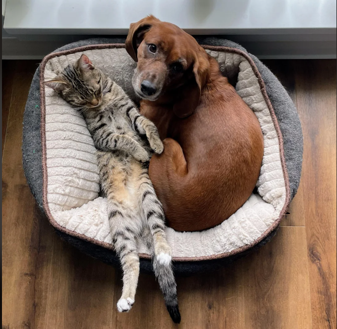 Cheezburger Image 10612846592