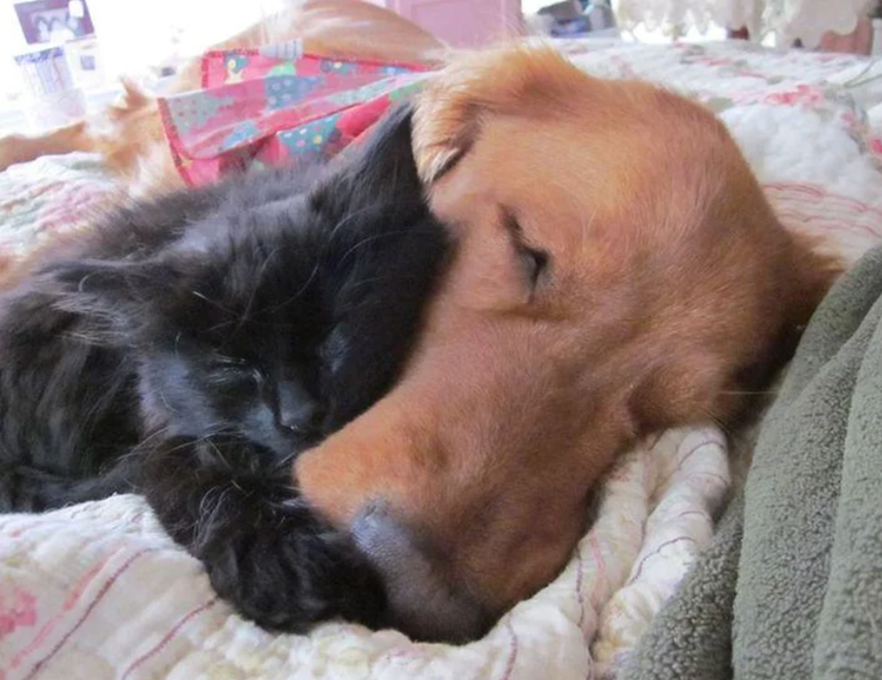 Cheezburger Image 10612846848