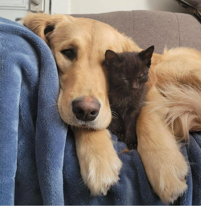 Cheezburger Image 10612847360