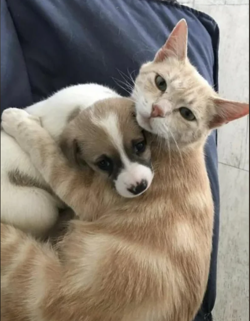 Cheezburger Image 10612848128