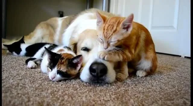 Cheezburger Image 10612848640