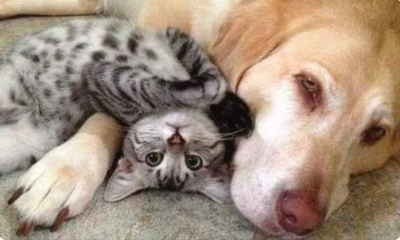 Cheezburger Image 10612849152