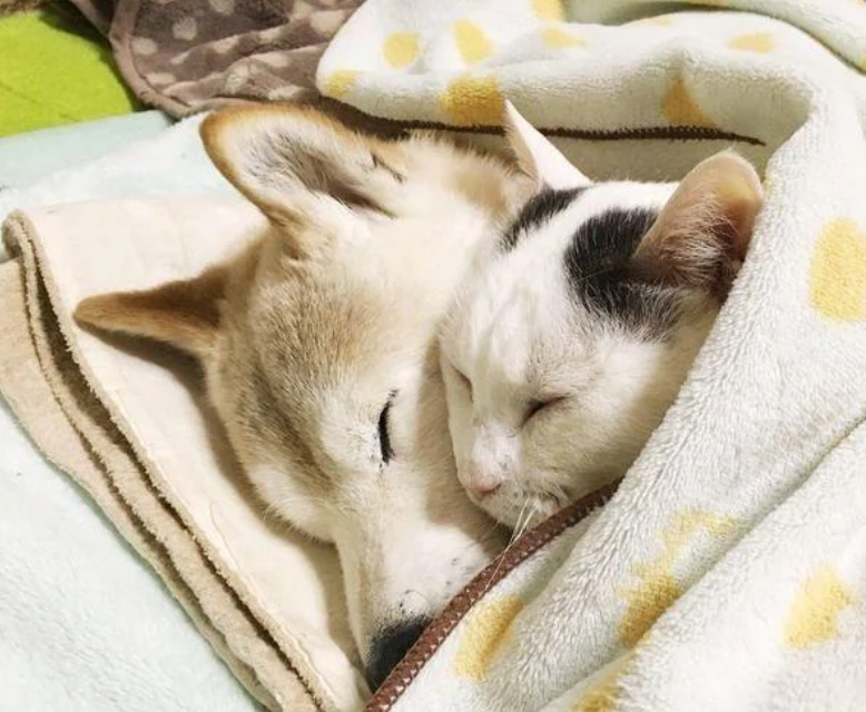 Cheezburger Image 10612849664