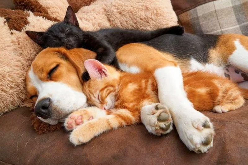 Cheezburger Image 10612850176