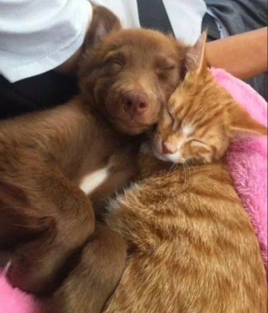 Cheezburger Image 10612850688