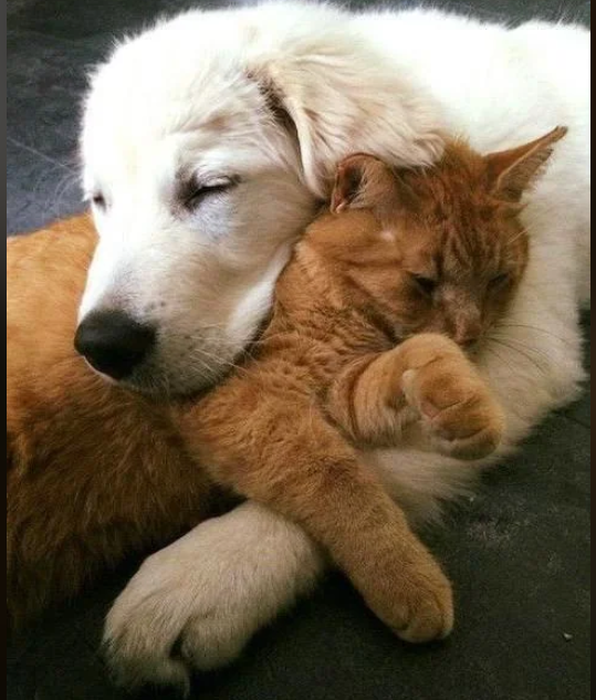 Cheezburger Image 10612855040