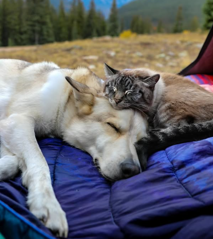 Cheezburger Image 10612855296