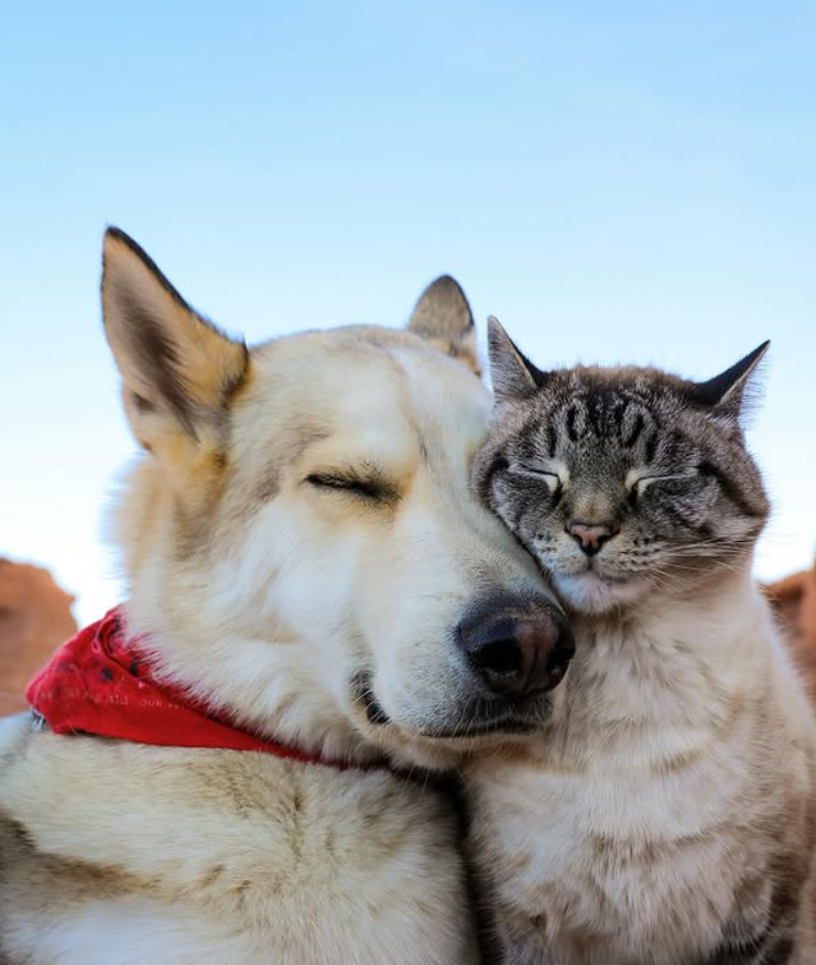 Cheezburger Image 10612855552