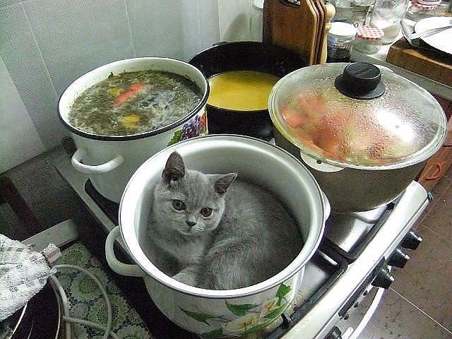 Cheezburger Image 10612915712