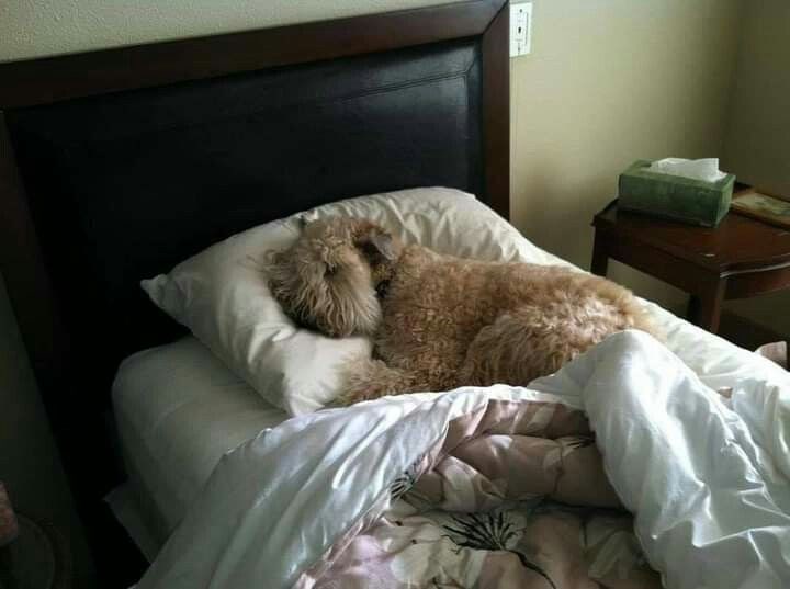 Cheezburger Image 10612915968