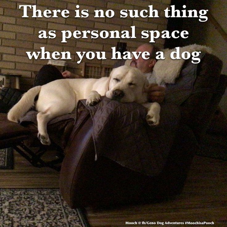 There is no such thing as personal space when you have a dog Mooch @fb/Geno Dog Adventures #MoochisaPooch