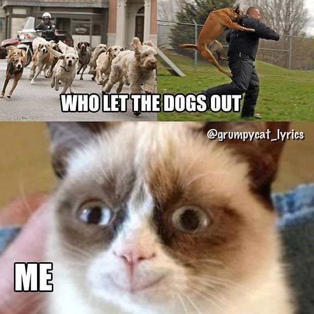 ME WHO LET THE DOGS OUT @grumpycat_lyrics