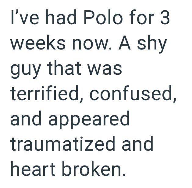 I've had Polo for 3 weeks now. A shy guy that was terrified, confused, and appeared traumatized and heart broken.