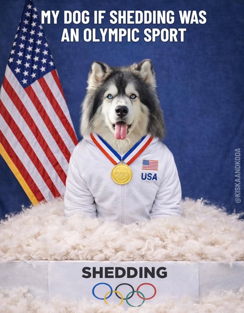 MY DOG IF SHEDDING WAS AN OLYMPIC SPORT SHEDDING USA @KISKAANDKODA