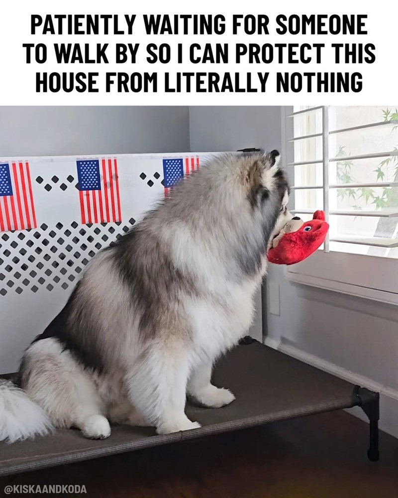 PATIENTLY WAITING FOR SOMEONE TO WALK BY SO I CAN PROTECT THIS HOUSE FROM LITERALLY NOTHING @KISKAANDKODA