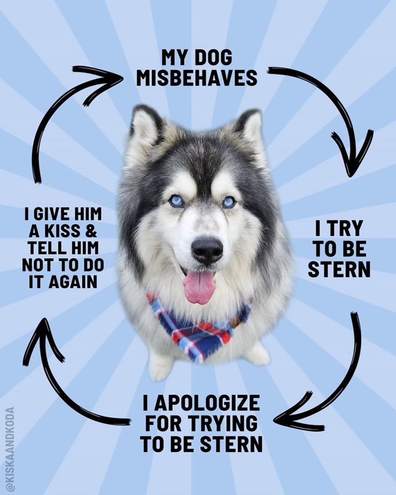 @KISKAANDKODA MY DOG MISBEHAVES I GIVE HIM A KISS & TELL HIM NOT TO DO IT AGAIN I TRY TO BE STERN I APOLOGIZE FOR TRYING TO BE STERN