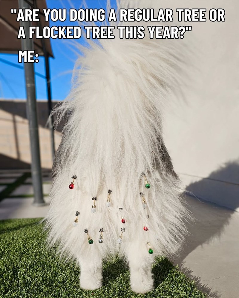 "ARE YOU DOING A REGULAR TREE OR A FLOCKED TREE THIS YEAR?" ME: