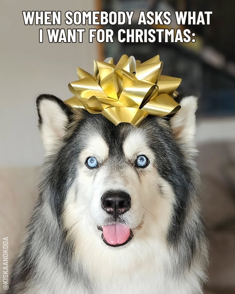 @KISKAANDKODA WHEN SOMEBODY ASKS WHAT I WANT FOR CHRISTMAS: