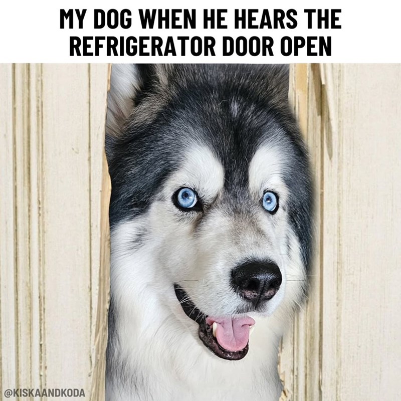 MY DOG WHEN HE HEARS THE REFRIGERATOR DOOR OPEN @KISKAANDKODA