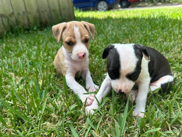 Cheezburger Image 10613004288