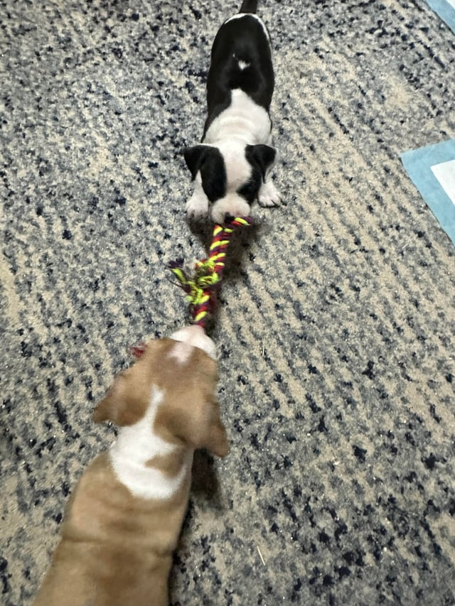 Cheezburger Image 10613004544