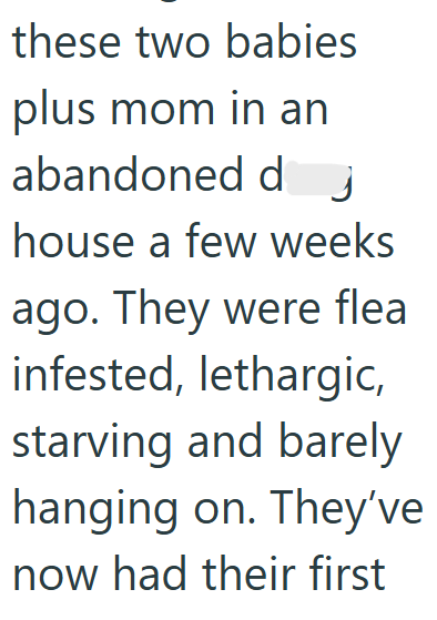 these two babies plus mom in an abandoned d house a few weeks ago. They were flea infested, lethargic, starving and barely hanging on. They've now had their first