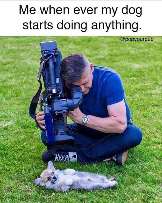 Me when ever my dog starts doing anything. @popyourpup