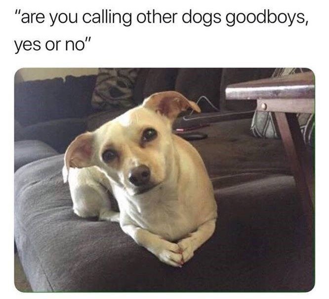 "are you calling other dogs goodboys, yes or no"