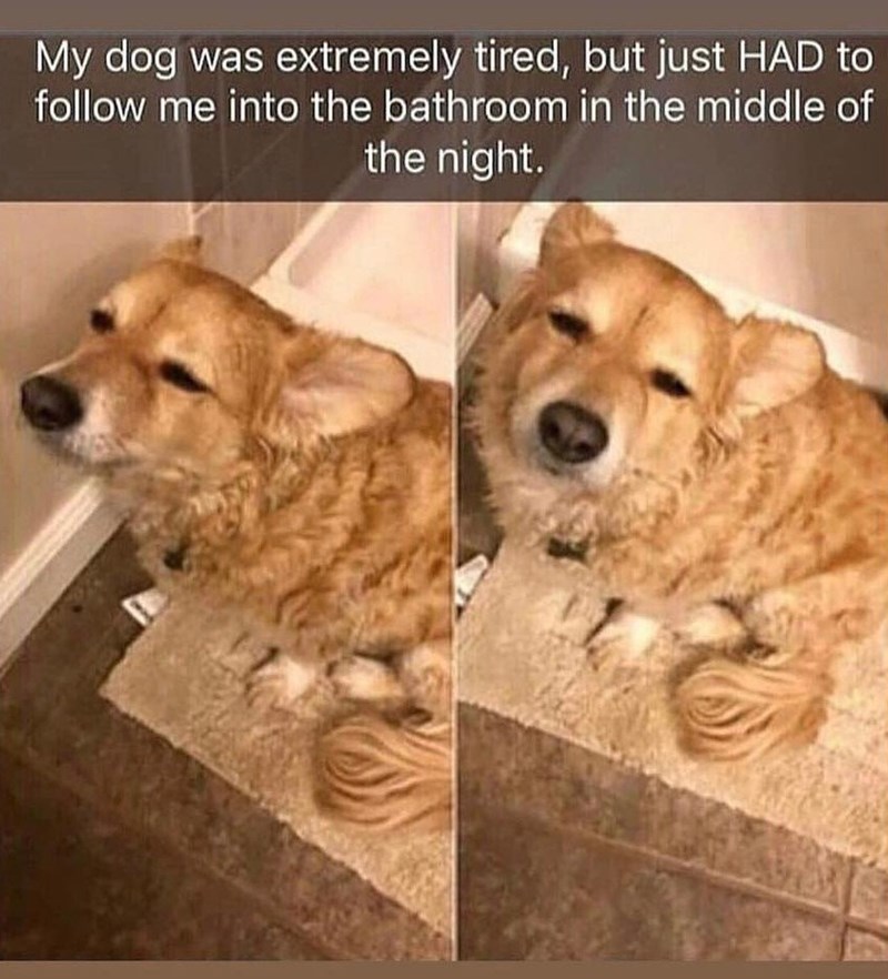 My dog was extremely tired, but just HAD to follow me into the bathroom in the middle of the night.