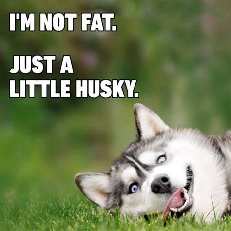 I'M NOT FAT. JUST A LITTLE HUSKY.