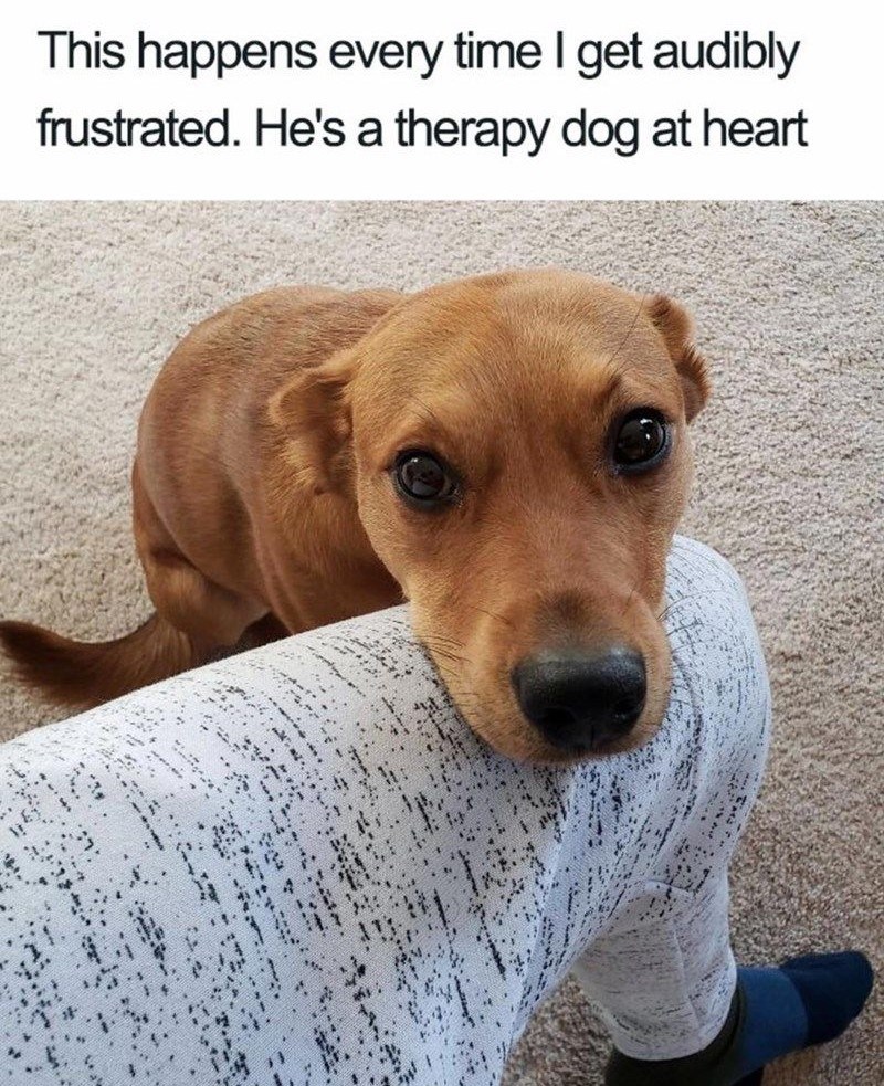 This happens every time I get audibly frustrated. He's a therapy dog at heart
