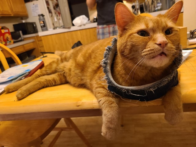 Cheezburger Image 10613017600