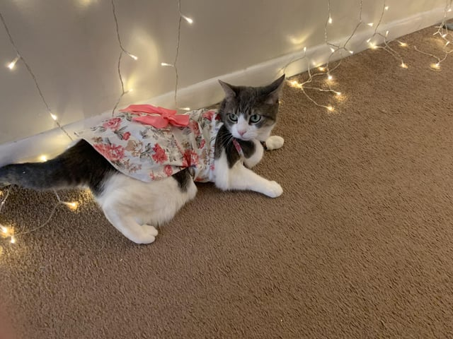 Cheezburger Image 10613017856