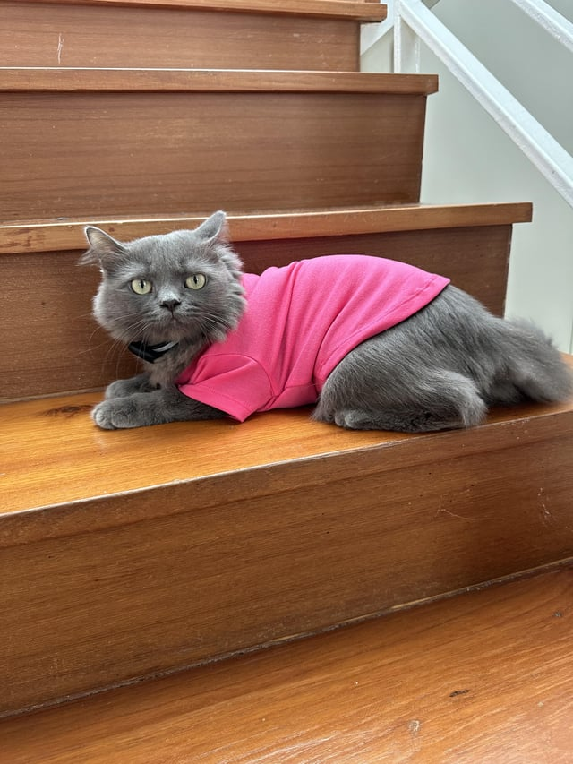 Cheezburger Image 10613018624