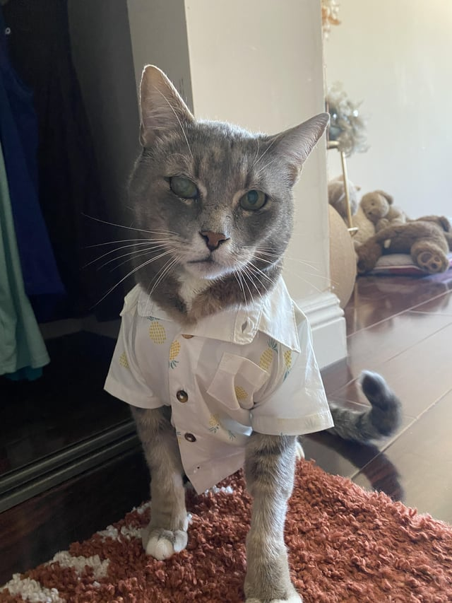 Cheezburger Image 10613019392