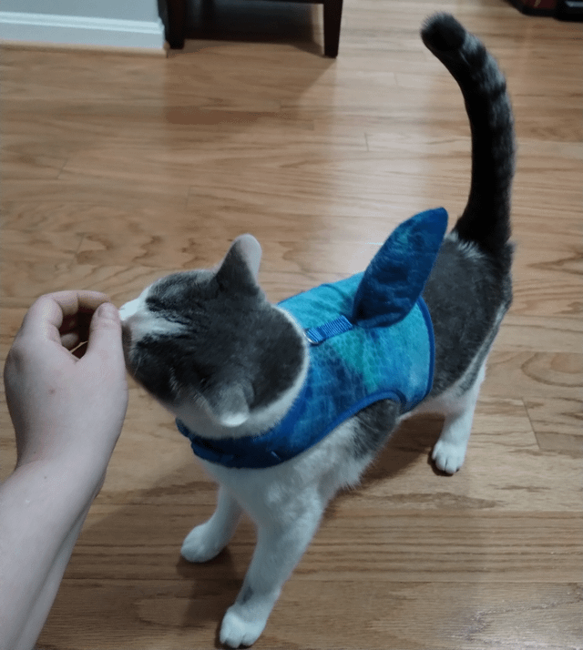 Cheezburger Image 10613020672