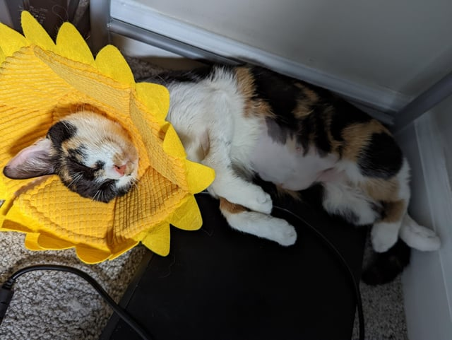 Cheezburger Image 10613021184