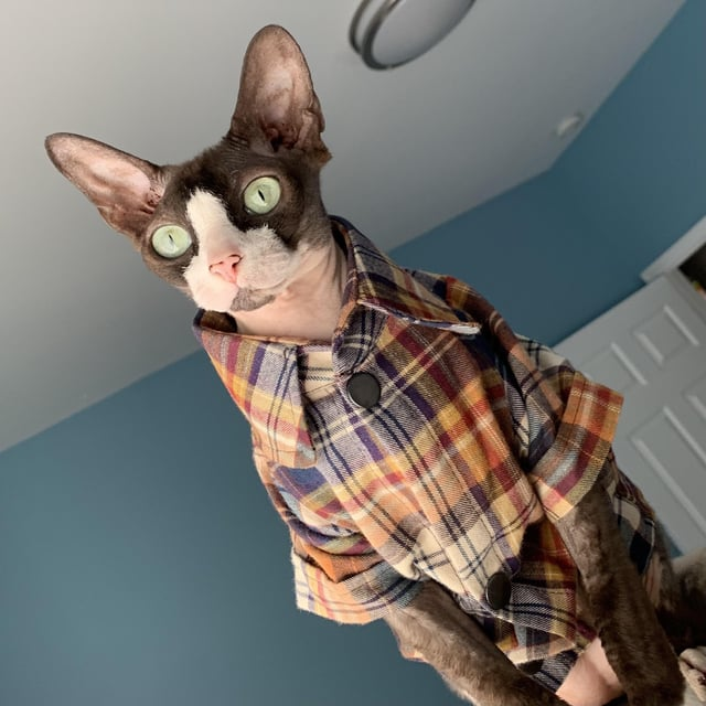 Cheezburger Image 10613021952