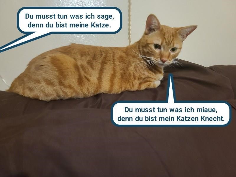 Cheezburger Image 10613023232