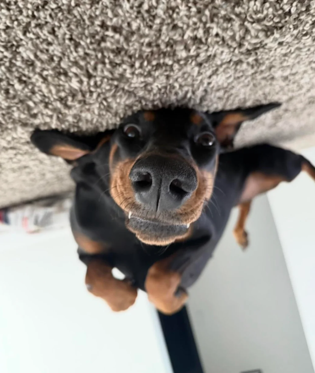 Cheezburger Image 10613029888