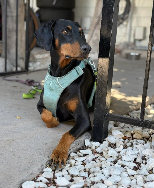 Cheezburger Image 10613030400