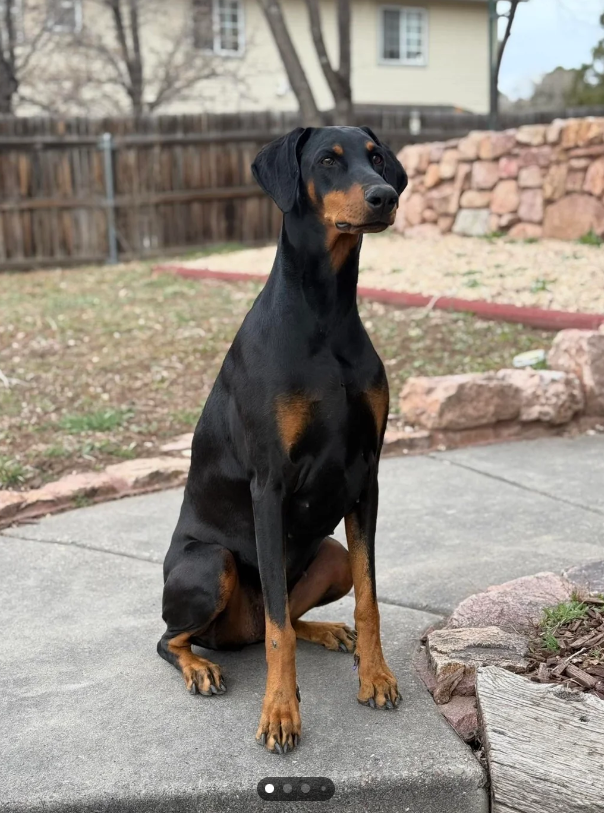 Cheezburger Image 10613030656